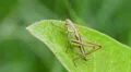 4K Roesel's Katydid (Metrioptera roeselii) Nymph 2 4k or 4k+ Resolution