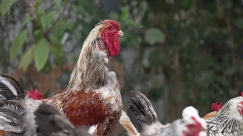 4k Rooster with Chickens Free Range Homestead Farm 動画素材 220295212