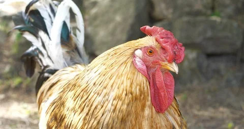 4K - Rooster. close-up Video stock 90465376