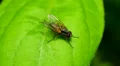 4K Root-Maggot Fly (Anthomyiidae sp.) 1 4k or 4k+ Resolution