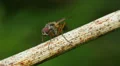 4K Root-Maggot Fly (Anthomyiidae sp.) 3 4k or 4k+ Resolution