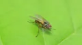 4K Root-Maggot Fly (Anthomyiidae sp.) 2 4k or 4k+ Resolution