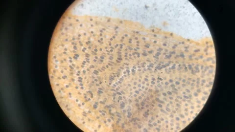 4k Root tip of Onion and Mitosis cell under a microscope Stock Footage 135860354