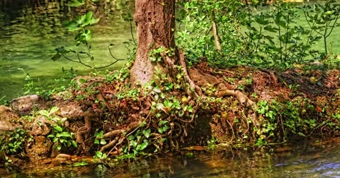 4K Root of the tree at the edge of the river Stock Footage 46029811