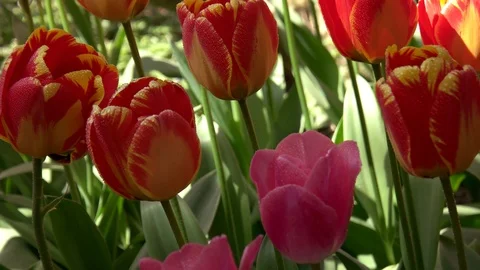 4K Roozengaarde Display Garden Tulip Ska... | Stock Video | Pond5