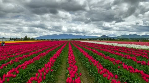 4K Roozengaarde Display Garden Tulip Skagit Valley Time Lapse Vídeo Stock 308246765