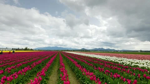 4K Roozengaarde Display Garden Tulip Skagit Valley Stock Footage 308246770
