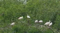 4K Roseate Spoonbill (Platalea ajaja) Rookery 1 4k or 4k+ Resolution