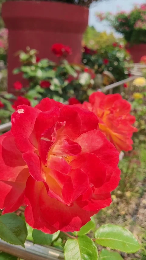 4K Roses Under Warm Sunlight Portrait Stock Footage 330199472