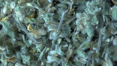 4k Rotating Astragalus Herbal Stock Footage 91538992