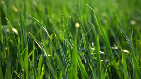 4k Rotating Green Grass Fields Stock Footage 89813823
