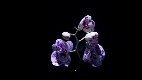 4K Rotating Hyperlapse of a Spotted White Orchid Blooming on Black Stock Footage 309525124