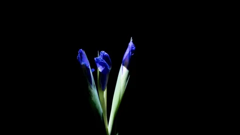 4K Rotating Hyperlapse of Three Blue Irises Blooming on Black Stock Footage 306582128