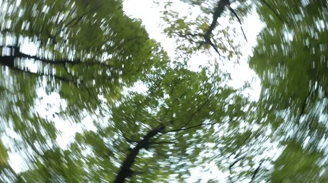 4K, Rotating Trees with blue sky, bottom view Stock Footage 56056810