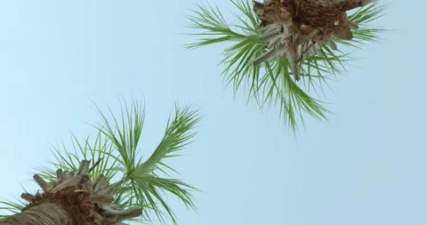 4K Rotating under Two Trimmed Palm Trees, Blue Sky above Stock Footage 251024512