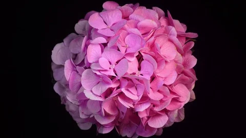 4K rotation of bright pink hydrangea against black background.  4K top view. Stock Footage 77711808