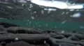 4K round dark pebble stones get hits with waves, clear water underwater shot 4k or 4k+ Resolution