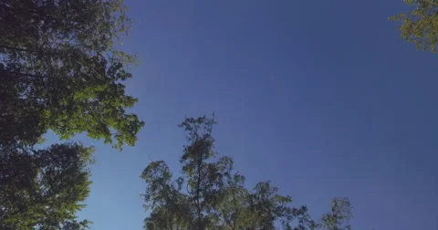 4K round shot from trees with blue sky Stock Footage 65253274