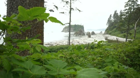 4K Ruby Beach From Inside Dense Green Forest Olympic National Park Stock Footage 109137957