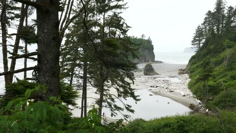 4K Ruby Beach From Upper Trail Through Trees Pacific Northwest Beach Stock Footage 109138996
