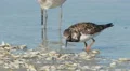 4K Ruddy Turnstone (Arenaria interpres) Feeding 1 4k or 4k+ Resolution