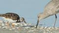 4K Ruddy Turnstone (Arenaria interpres) Feeding 2 4k or 4k+ Resolution