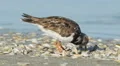 4K Ruddy Turnstone (Arenaria interpres) Feeding 3 4k or 4k+ Resolution