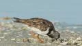 4K Ruddy Turnstone (Arenaria interpres) Feeding 4 4k or 4k+ Resolution