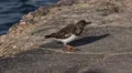 4k Ruddy Turnstone bird at coastal pier closeup Portugal 4k or 4k+ Resolution