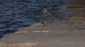 4k Ruddy Turnstone bird at coastal pier closeup Portugal 4k or 4k+ Resolution