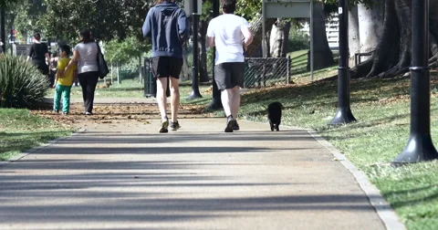 4K Runners in the Park Stock Footage 51058213