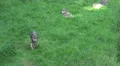 4k Running wolf in grassy landscape in direction camera 4k or 4k+ Resolution