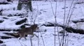 4k Running wolf white snow winter landscape 4k or 4k+ Resolution
