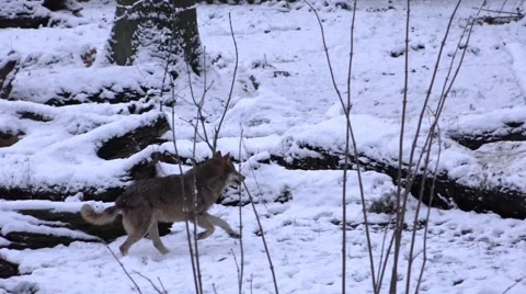 4k Running wolf white snow winter landscape Stock Footage