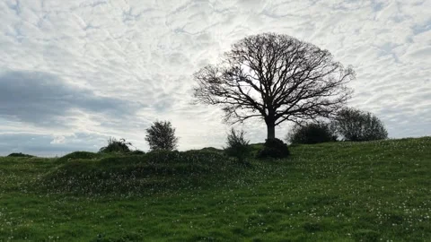 4K Rural Landscape With Leafless Tree on Grassy Hill Stockbeeldmateriaal 334231451