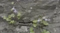 4K S-Log 2 crappy purple flowers growing out of rustic outdoor wall 4k or 4k+ Resolution