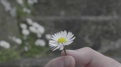 4K S-log 2 twisting daisy in fingers on summer day with stone wall Stock Footage 56700571
