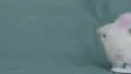 4K S-log2 white toy bunny hops in front of green screen 4k or 4k+ Resolution