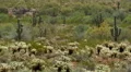 4K Saguaro Cactus 02 Sonoran Desert Arizona 4k or 4k+ Resolution