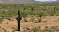 4K Saguaro Cactus 06 Sonoran Desert Arizona 4k or 4k+ Resolution