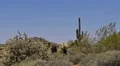 4K Saguaro Cactus 08 Sonoran Desert Arizona 4k or 4k+ Resolution