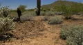 4K Saguaro Cactus 10 Tilt Up Sonoran Desert Arizona 4k or 4k+ Resolution