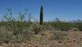 4K Saguaro Cactus Dolly 04 Sonoran Desert Arizona 4k or 4k+ Resolution