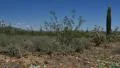 4K Saguaro Cactus Dolly 05 Sonoran Desert Arizona 4k or 4k+ Resolution