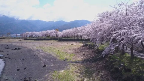 4K Sakura At Mount Fuji, Cherry Blossoms In Full Bloom Footage Vídeo Stock 81534417