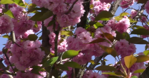 4K, Sakura, Spring blossom on the trees and flowers Vidéo 49943404