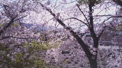 4K Sakura Tree, Inside Tree Panorama 動画素材 81535624