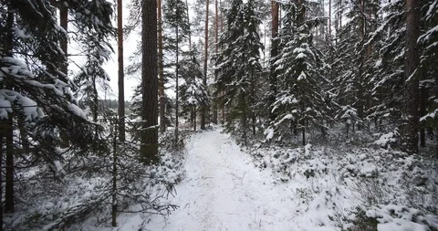 4K - Сamera moves through the winter forest. scene 02 Stock Footage 100433248