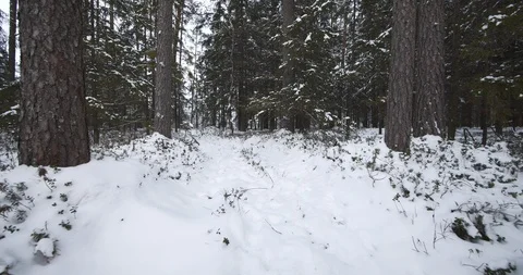 4K - Сamera moves through the winter forest. scene 01 Stock Footage 100433486