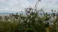 4K San Francisco Twin Peaks 03 Time Lapse Dolly 4k or 4k+ Resolution